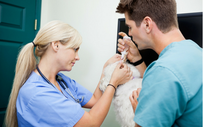 image for Veterinary Technician Appreciation Month